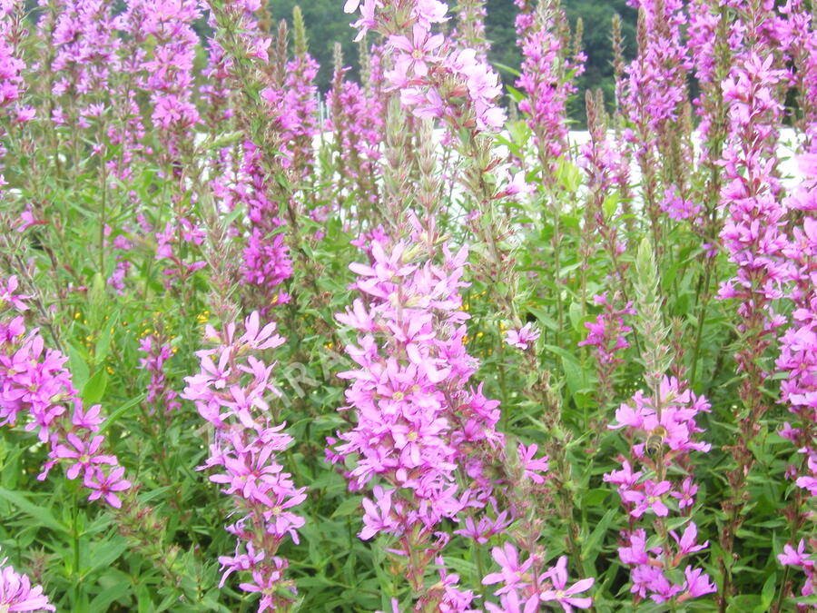 Kyprej vrbice - Lythrum salicaria