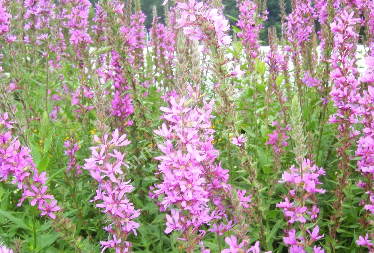 Kyprej vrbice - Lythrum salicaria
