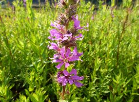 Kyprej vrbice - Lythrum salicaria