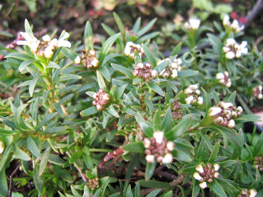 Iberka 'Tahoe' - Iberis sempervirens 'Tahoe'