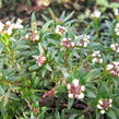 Iberka 'Tahoe' - Iberis sempervirens 'Tahoe'