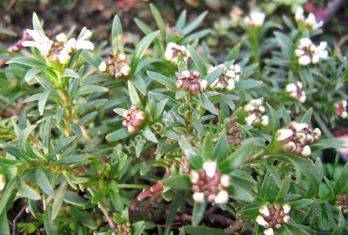 Iberka vždyzelená 'Tahoe' - Iberis sempervirens 'Tahoe'