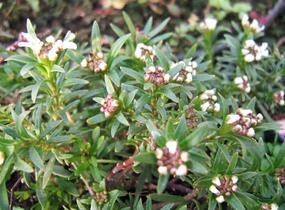 Iberka vždyzelená 'Tahoe' - Iberis sempervirens 'Tahoe'