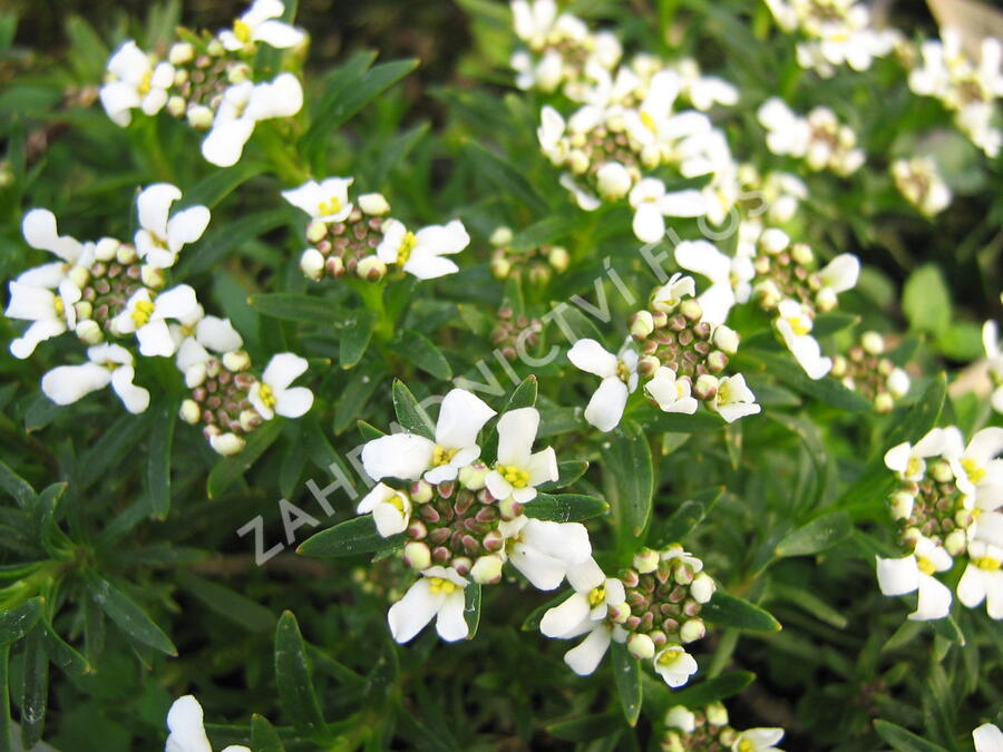 Iberka vždyzelená 'Tahoe' - Iberis sempervirens 'Tahoe'