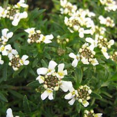 Iberka vždyzelená 'Tahoe' - Iberis sempervirens 'Tahoe'