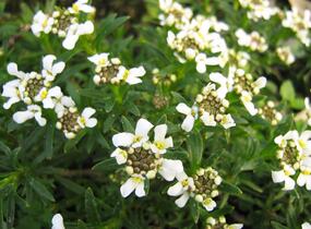 Iberka vždyzelená 'Tahoe' - Iberis sempervirens 'Tahoe'