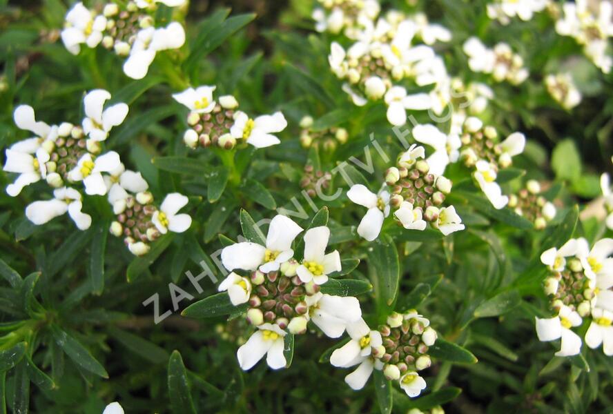 Iberka vždyzelená 'Tahoe' - Iberis sempervirens 'Tahoe'