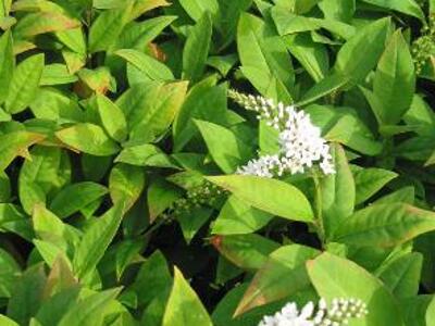 Vrbina sehnutá - Lysimachia clethroides