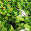 Vrbina sehnutá - Lysimachia clethroides