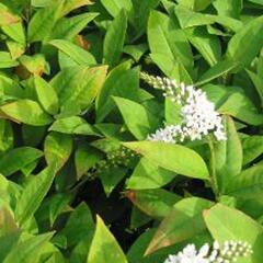 Vrbina sehnutá - Lysimachia clethroides