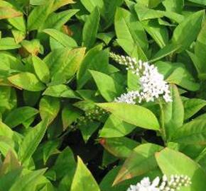 Vrbina sehnutá - Lysimachia clethroides