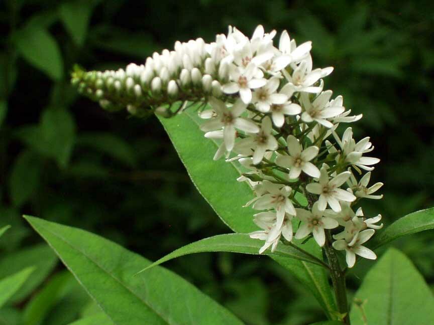 Vrbina sehnutá - Lysimachia clethroides