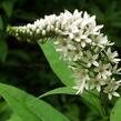 Vrbina sehnutá - Lysimachia clethroides