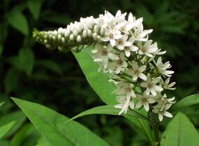 Vrbina sehnutá - Lysimachia clethroides