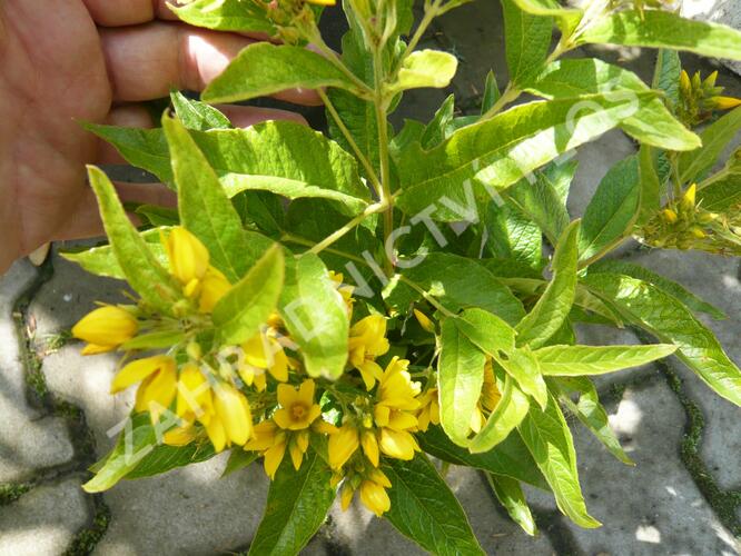 Vrbina - Lysimachia vulgaris