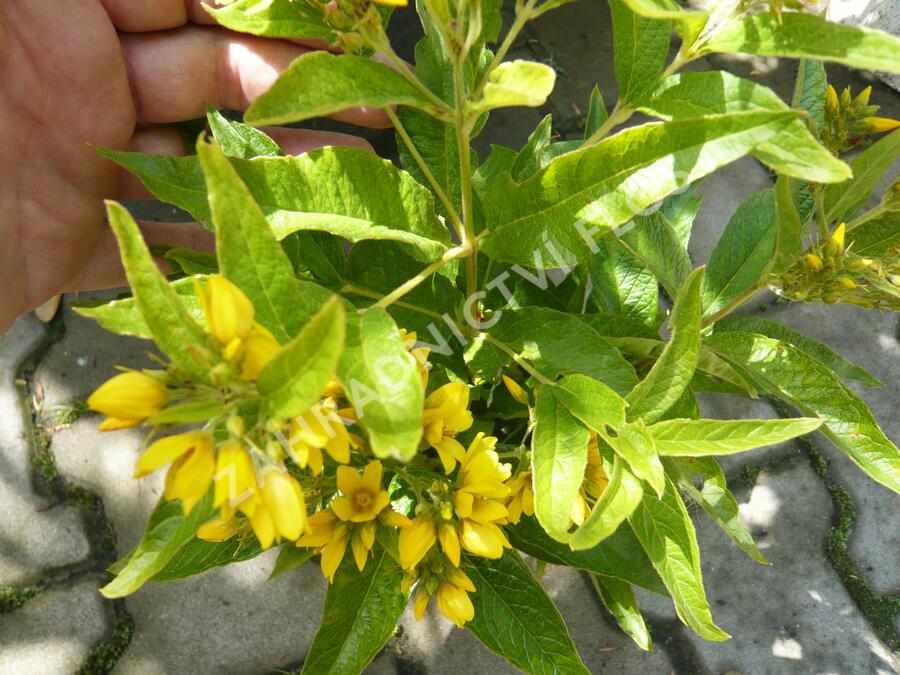 Vrbina - Lysimachia vulgaris