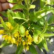 Vrbina - Lysimachia vulgaris