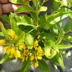 Vrbina - Lysimachia vulgaris