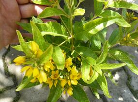 Vrbina obecná - Lysimachia vulgaris