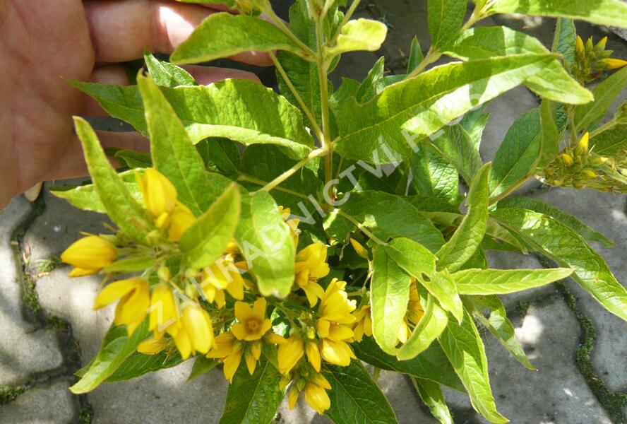 Vrbina obecná - Lysimachia vulgaris