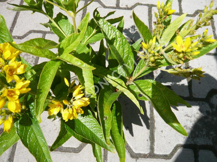 Vrbina - Lysimachia vulgaris