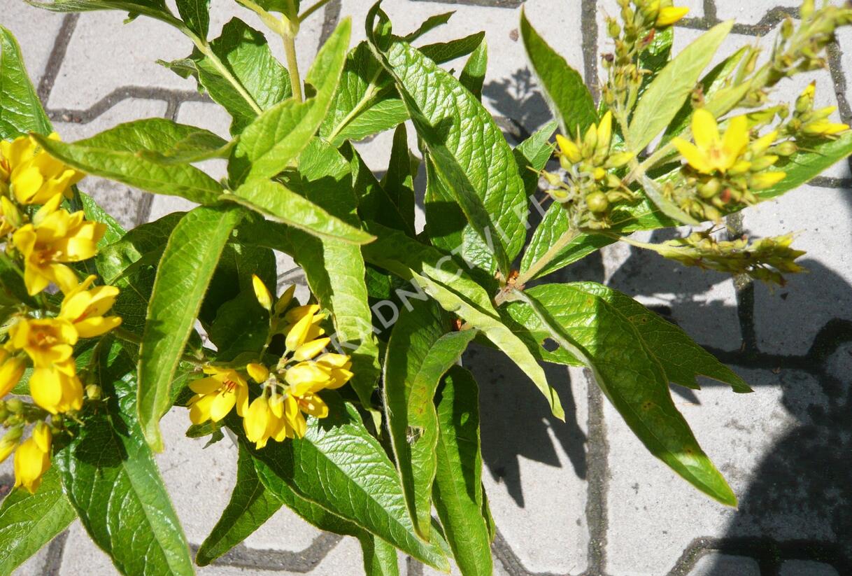 Vrbina obecná - Lysimachia vulgaris