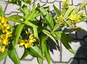 Vrbina obecná - Lysimachia vulgaris