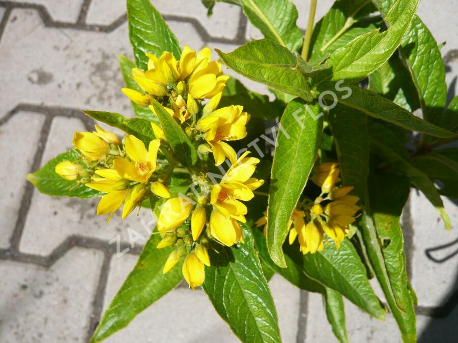 Vrbina - Lysimachia vulgaris