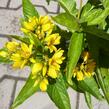 Vrbina - Lysimachia vulgaris