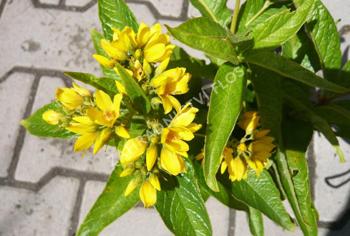 Vrbina obecná - Lysimachia vulgaris