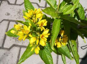 Vrbina obecná - Lysimachia vulgaris