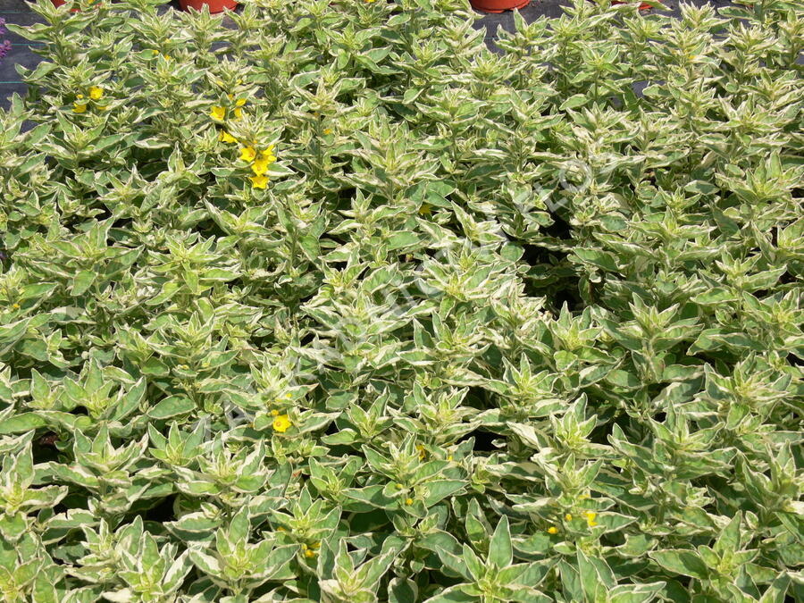 Vrbina tečkovaná 'Alexander' - Lysimachia punctata 'Alexander'