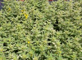 Vrbina tečkovaná 'Alexander' - Lysimachia punctata 'Alexander'