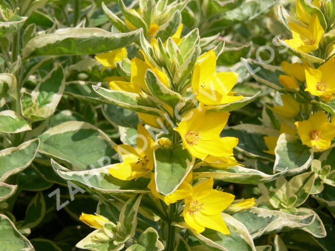 Vrbina tečkovaná 'Alexander' - Lysimachia punctata 'Alexander'