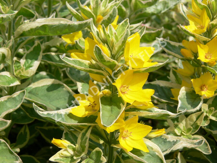 Vrbina tečkovaná 'Alexander' - Lysimachia punctata 'Alexander'