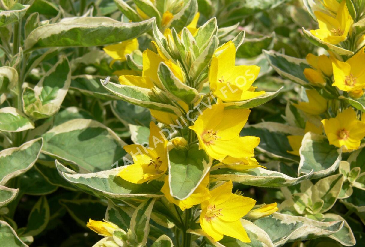 Vrbina tečkovaná 'Alexander' - Lysimachia punctata 'Alexander'
