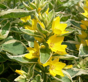 Vrbina tečkovaná 'Alexander' - Lysimachia punctata 'Alexander'