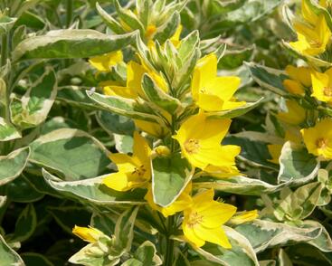 Vrbina tečkovaná 'Alexander'