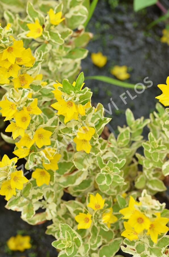 Vrbina tečkovaná 'Alexander' - Lysimachia punctata 'Alexander'