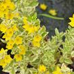 Vrbina tečkovaná 'Alexander' - Lysimachia punctata 'Alexander'