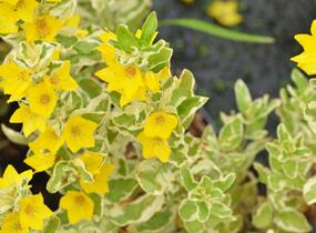 Vrbina tečkovaná 'Alexander' - Lysimachia punctata 'Alexander'