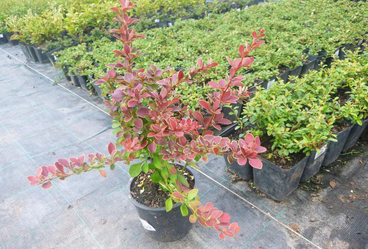 Dřišťál Thunbergův 'Golden Ring' - Berberis thunbergii 'Golden Ring'