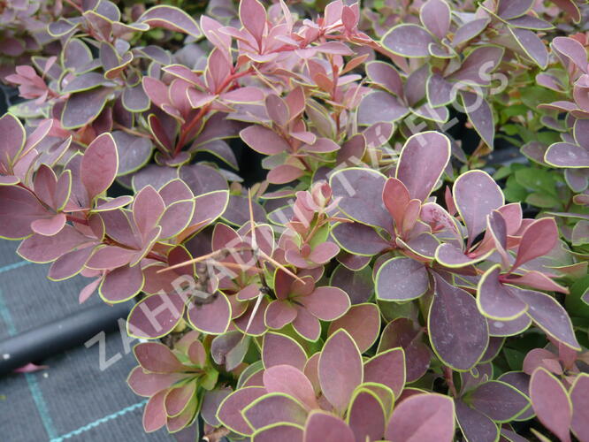 Dřišťál Thunbergův 'Golden Ring' - Berberis thunbergii 'Golden Ring'