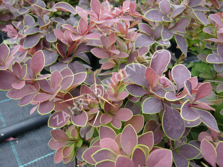 Dřišťál Thunbergův 'Golden Ring' - Berberis thunbergii 'Golden Ring'