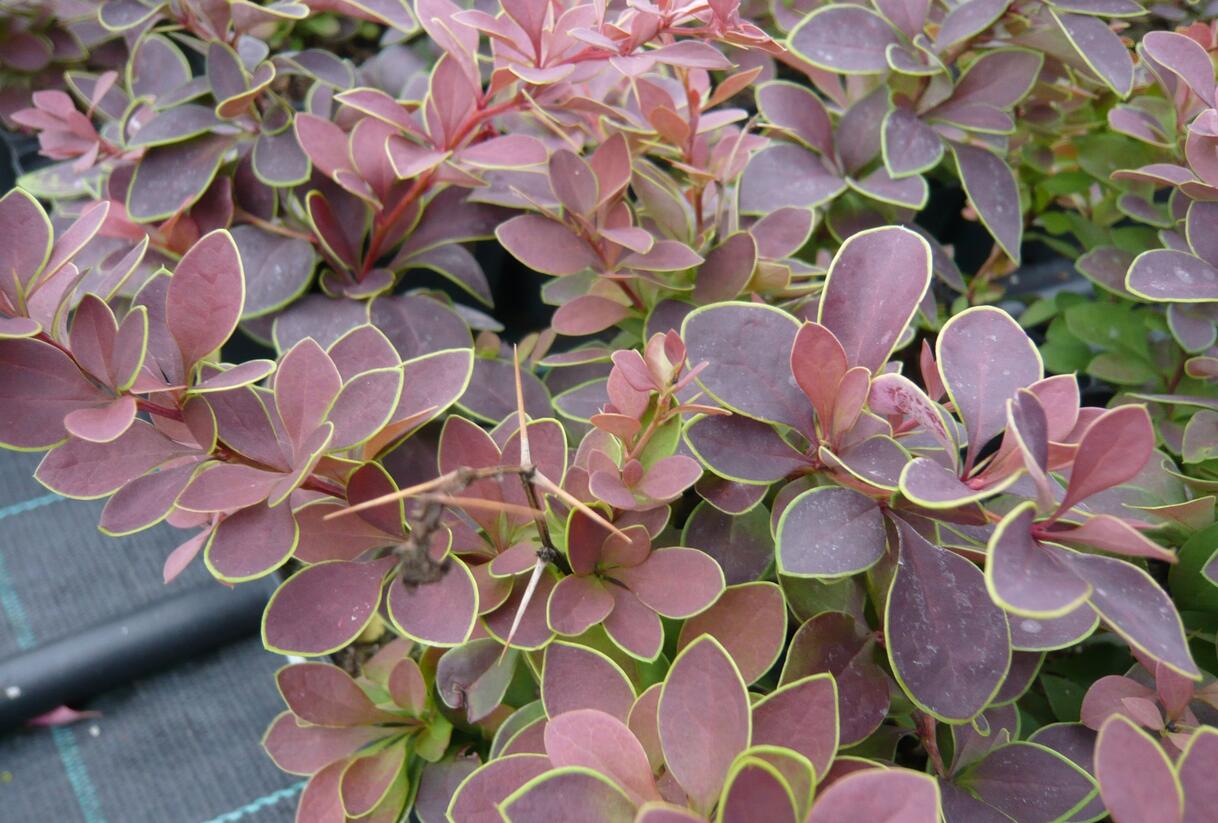 Dřišťál Thunbergův 'Golden Ring' - Berberis thunbergii 'Golden Ring'