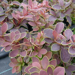 Dřišťál Thunbergův 'Golden Ring' - Berberis thunbergii 'Golden Ring'