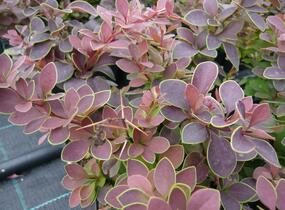 Dřišťál Thunbergův 'Golden Ring' - Berberis thunbergii 'Golden Ring'