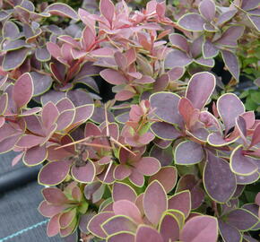 Dřišťál Thunbergův 'Golden Ring' - Berberis thunbergii 'Golden Ring'