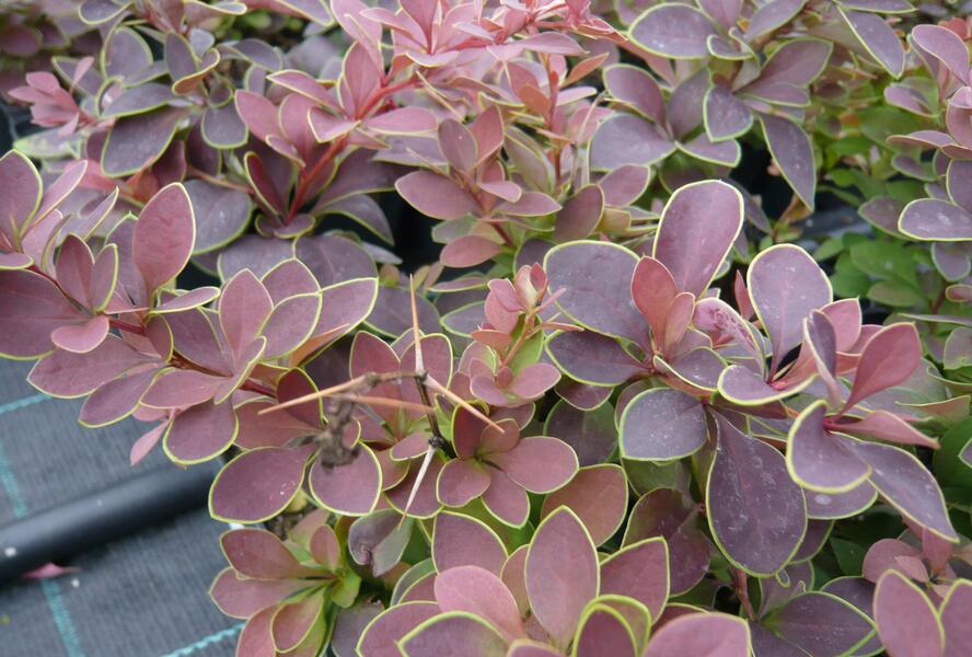 Dřišťál Thunbergův 'Golden Ring' - Berberis thunbergii 'Golden Ring'