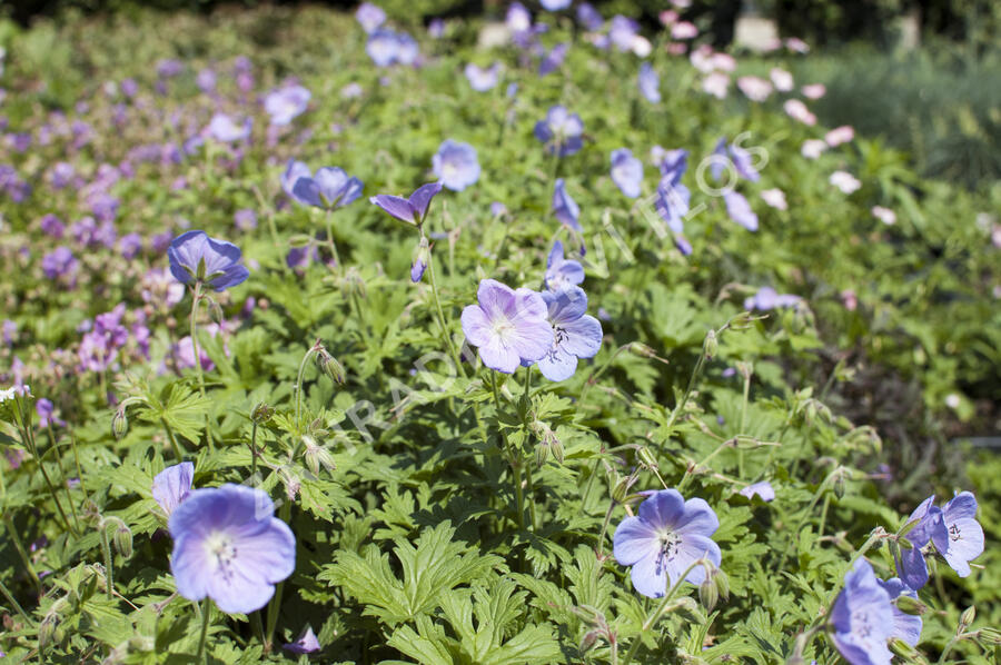 Kakost himalájský 'Irish Blue' - Geranium himalayense 'Irish Blue'